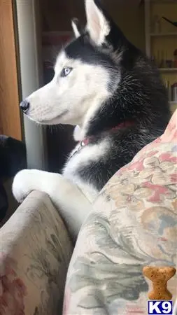 Siberian Husky female dog