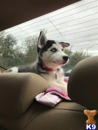 Siberian Husky female dog