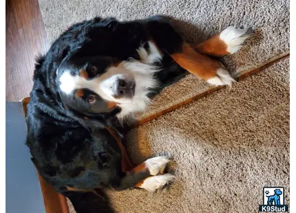 Bernese Mountain Dog