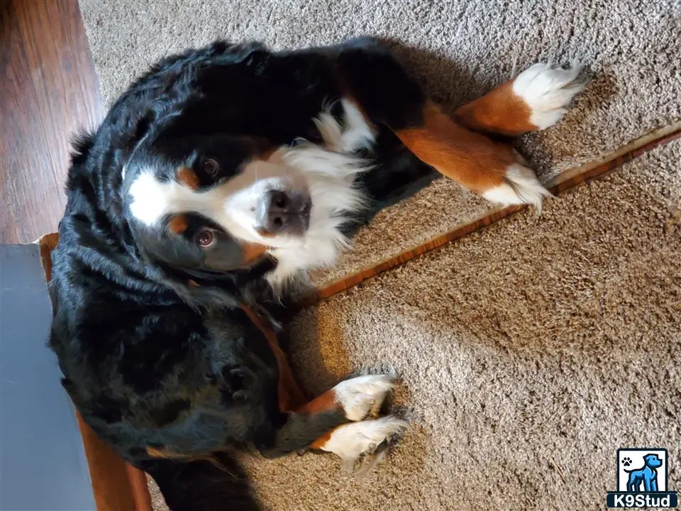 Bernese Mountain Dog