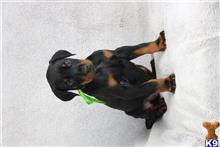 doberman pinscher puppy posted by tbutterfield
