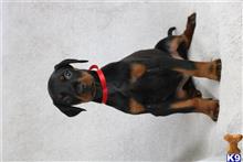 doberman pinscher puppy posted by tbutterfield