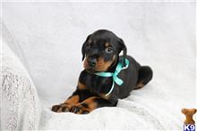 doberman pinscher puppy posted by tbutterfield