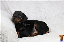 doberman pinscher puppy posted by tbutterfield