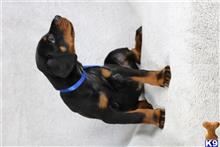 doberman pinscher puppy posted by tbutterfield