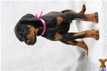 doberman pinscher puppy posted by tbutterfield
