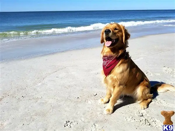 Golden Retriever stud dog