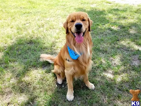 Golden Retriever stud dog