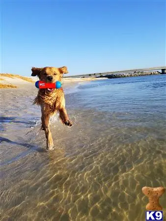 Golden Retriever stud dog