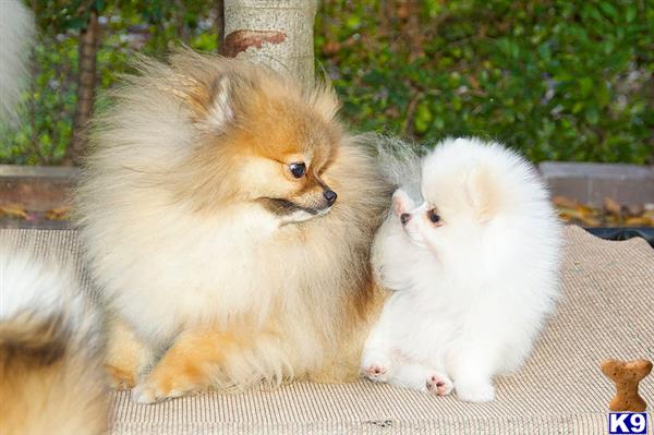 Pomeranian