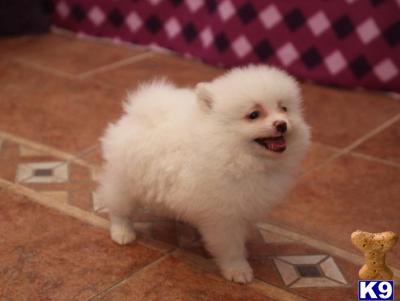 Pomeranian dog