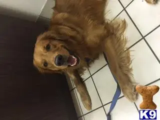 Golden Retriever