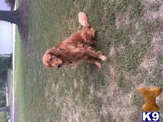 Golden Retriever stud dog