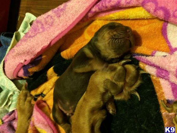 bloodhound puppy posted by tcrelia01