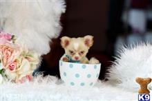 chihuahua puppy posted by tcuppuppiesforsale