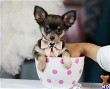 chihuahua puppy posted by tcuppuppiesforsale