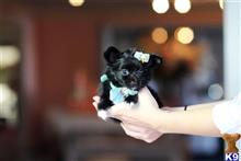 chihuahua puppy posted by tcuppuppiesforsale