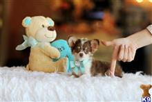 chihuahua puppy posted by tcuppuppiesforsale