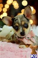 chihuahua puppy posted by tcuppuppiesforsale