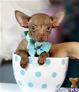 chihuahua puppy posted by tcuppuppiesforsale