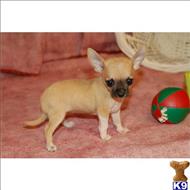 chihuahua puppy posted by tcuppuppiesforsale