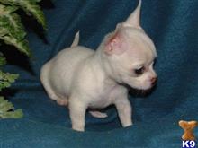 chihuahua puppy posted by tcuppuppiesforsale