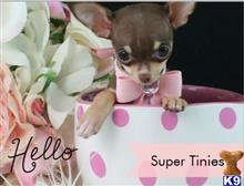 chihuahua puppy posted by tcuppuppiesforsale