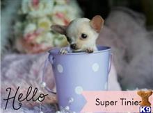 chihuahua puppy posted by tcuppuppiesforsale