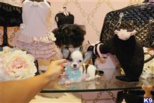 chihuahua puppy posted by tcuppuppiesforsale