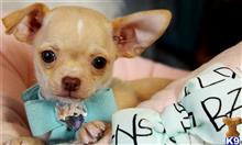 chihuahua puppy posted by tcuppuppiesforsale