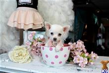 chihuahua puppy posted by tcuppuppiesforsale