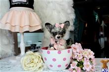 chihuahua puppy posted by tcuppuppiesforsale