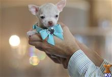 chihuahua puppy posted by tcuppuppiesforsale