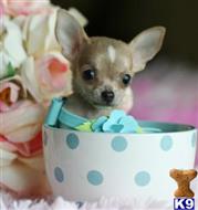 chihuahua puppy posted by tcuppuppiesforsale