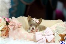 chihuahua puppy posted by tcuppuppiesforsale