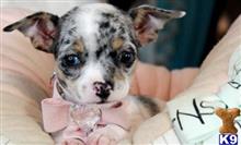 chihuahua puppy posted by tcuppuppiesforsale