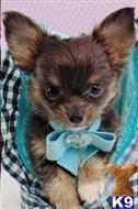 chihuahua puppy posted by tcuppuppiesforsale
