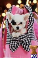 chihuahua puppy posted by tcuppuppiesforsale