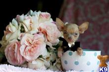 chihuahua puppy posted by tcuppuppiesforsale