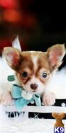 chihuahua puppy posted by tcuppuppiesforsale