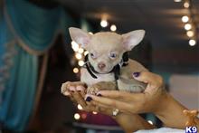chihuahua puppy posted by tcuppuppiesforsale