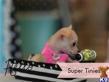 chihuahua puppy posted by tcuppuppiesforsale