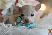 chihuahua puppy posted by tcuppuppiesforsale
