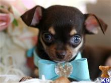 chihuahua puppy posted by tcuppuppiesforsale