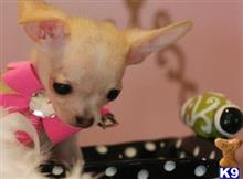 chihuahua puppy posted by tcuppuppiesforsale