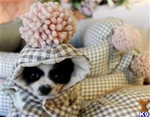 chihuahua puppy posted by tcuppuppiesforsale