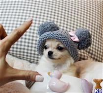 chihuahua puppy posted by tcuppuppiesforsale