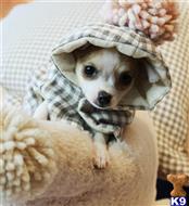 chihuahua puppy posted by tcuppuppiesforsale