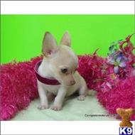 chihuahua puppy posted by tcuppuppiesforsale