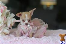 chihuahua puppy posted by tcuppuppiesforsale